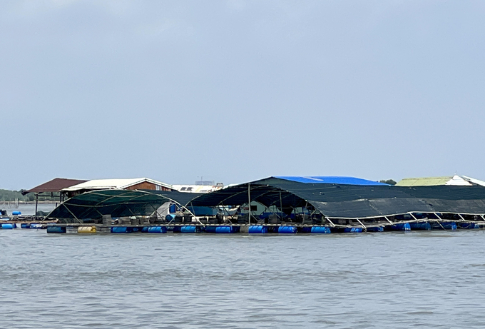 Một nhà bè nuôi hàu của HTX Thủy sản Như Ý Long Sơn. Ảnh: Sơn Trang.