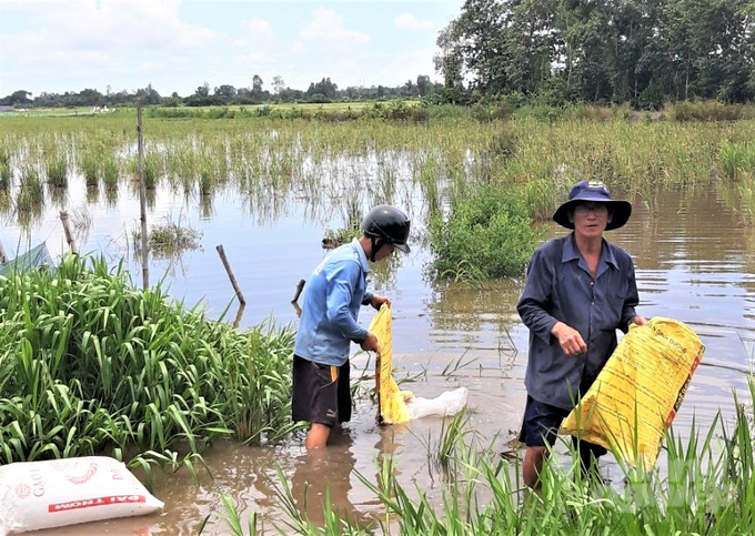 Năm 2023, huyện Giồng Riềng hỗ trợ nông dân thả nuôi 500ha cá trên ruộng lúa, khi mùa nước nổi tràn đồng, nông dân bắt đầu quây lưới quanh ruộng và thả cá giống để nuôi. Ảnh: Trung Chánh.