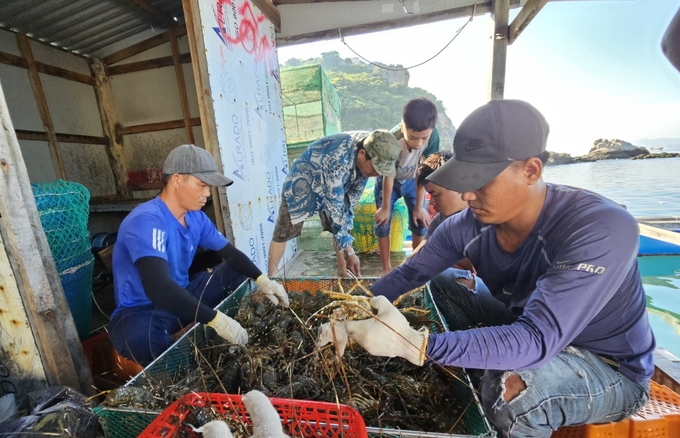 Thu hoạch tôm hùm ở xã Cam Bình, TP Cam Ranh, tỉnh Khánh Hòa. Ảnh: KS.