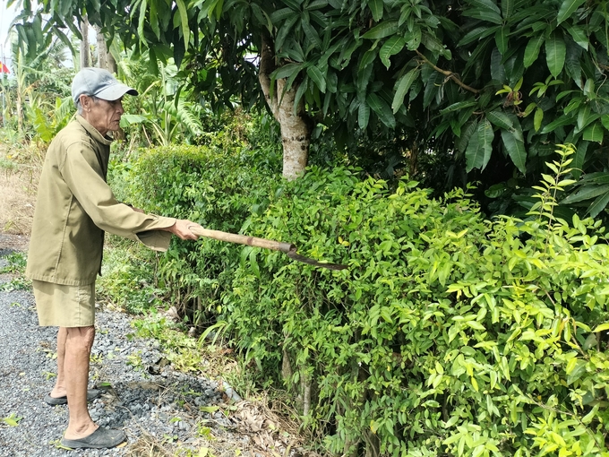 Huyện Cái Bè có gần 72.000 hộ thực hiện cải tạo hàng rào cây xanh (đạt 89,8%). Ảnh: Minh Đảm.