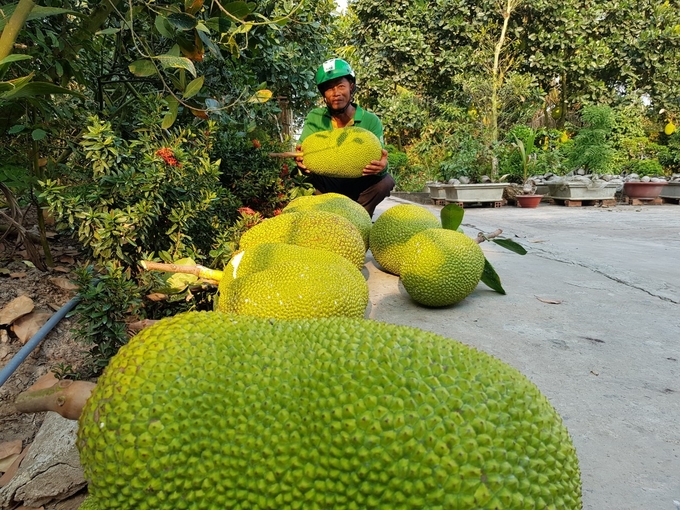 Nhờ đầu tư tốt thủy lợi, huyện Cái Bè đang là địa phương có diện tích cây ăn trái lớn nhất tỉnh với trên 25.500ha. Ảnh: Minh Đảm.