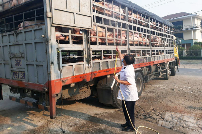 South Thua Thien - Hue quarantine officers spraying disinfectant on vehicles transporting livestock. Photo: Cong Dien.