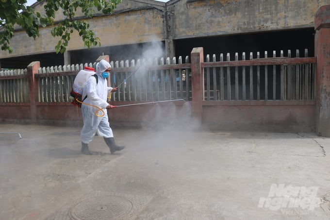 In addition to strictly controlling vehicles transporting livestock into the province, local authorities also focus on spraying disinfectant at slaughterhouses to prevent disease. Photo: Cong Dien.
