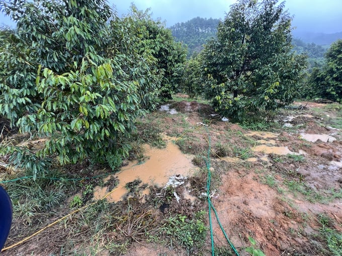 A durian farm in the Central Highlands with designs which failed to adhere to technical standards. Durian trees are planted close to the ground, similar to coffee trees, causing waterlogging at the tree base during the rainy season, and exposing them to root diseases. Photo: TVH.