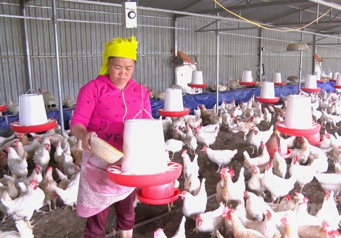 Raising commodity chickens in the direction of disease safety, Diu Thi He's family in Lo Lo Chai village (Lung Cu commune, Dong Van district, Ha Giang) gains a stable source of income. Photo: Dao Thanh.