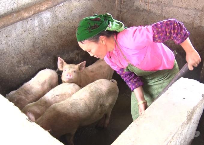 Developing livestock production is also an effective and sustainable direction for poverty reduction that the Lung Cu commune government is aiming for. Photo: Dao Thanh.