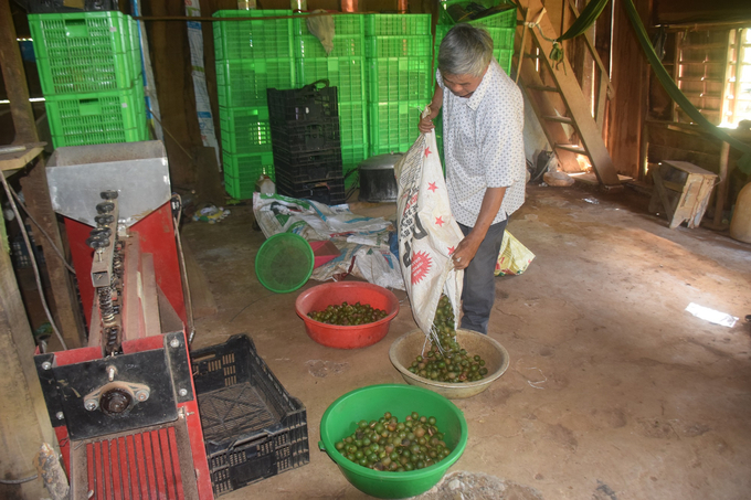 Ông Đặng Văn Khánh đổ những quả mắc ca vừa hái để chuẩn bị đưa vào máy sạt vỏ. Ảnh: V.Đ.T.