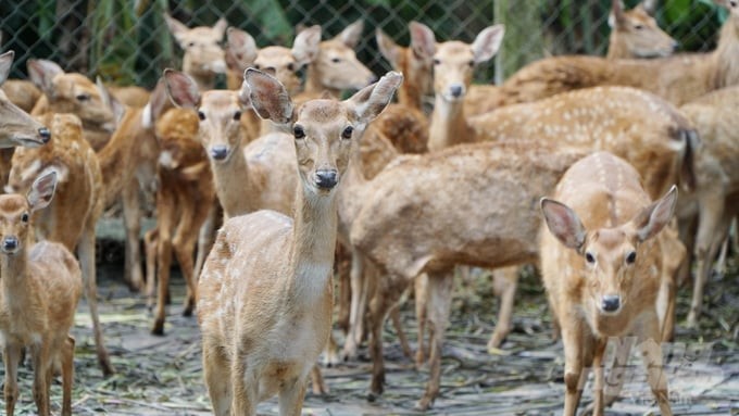 Currently, Dong Nai has about 700 households specializing in raising wildlife for breed sale or meat. All livestock are supervised by the provincial forest rangers. Photo: Le Binh.