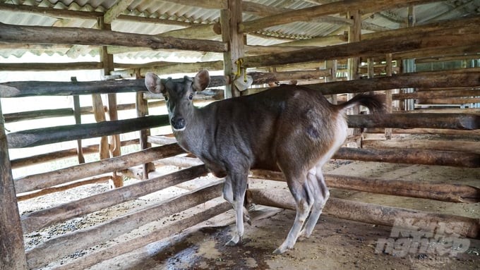 Thanks to deer and sambar farming for antlers, each household earns several hundred million each year. Photo: Le Binh.