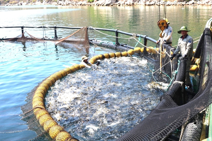 Khánh Hòa đang hướng dẫn người nuôi biển chuyển đổi từ hình thức nuôi bằng lồng bè gỗ truyền thống sang lồng bằng vật liệu mới (HDPE) chịu được sóng gió. Ảnh: V.Đ.T.