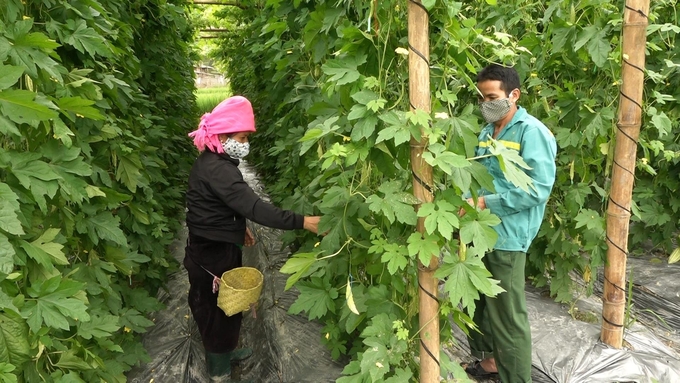 Thị xã Nghĩa Lộ khuyến khích các hộ dân thực hiện tốt quy trình trồng rau màu theo tiêu chuẩn VietGAP, tạo sản phẩm an toàn. Ảnh: Thanh Tiến.