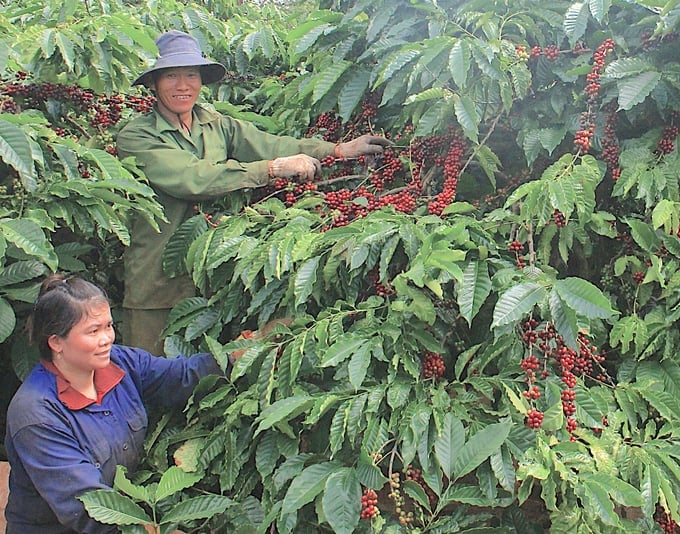 Coffee yield has been forecast to decline in the 2023/2024 crop year. Photo: Hong Thuy.