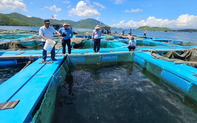 Mariculture on Van Phong Bay, Khanh Hoa province. Photo: KS.