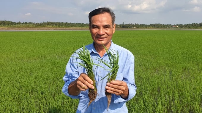 Ông Đoàn Văn Tài, Giám đốc HTX Sản xuất - Dịch vụ nông nghiệp Tấn Đạt là người tiên phong sản xuất lúa hữu cơ trên vùng đất Vũng Liêm. Ảnh: Kim Anh.