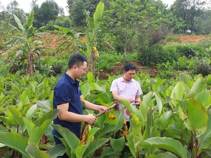 Dong riềng được đánh giá là một trong những cây trồng chủ lực của huyện miền núi Bình Liêu. Ảnh: Nguyễn Thành.