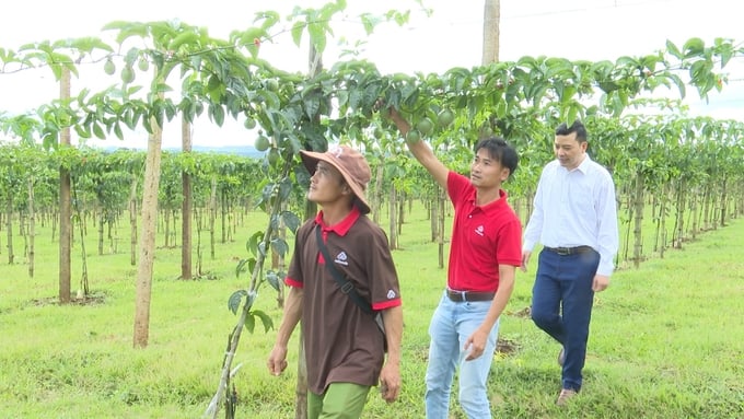 The passion fruit garden is meticulously cared for by Mr. Bui Van Toai's family (Thong Ngo village, Ia Kenh commune, Pleiku city, Gia Lai). Photo: Tuan Anh.
