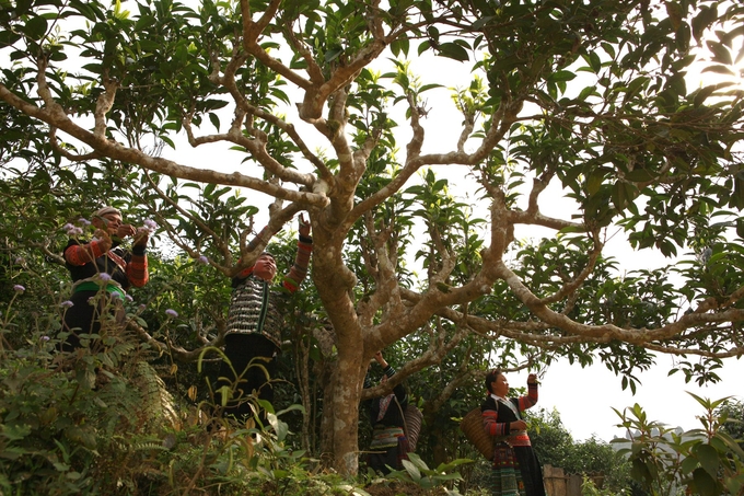 Nhờ sản xuất hữu cơ và ứng dụng công nghệ hiện đại vào chế biến, chè Suối Giàng đã mang lại nhiều giá trị cho người dân. Ảnh: Thanh Tiến.