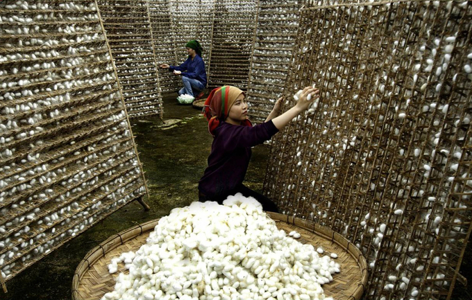 People harvest silkworm cocoons on the outskirts of Hanoi. Photo: TL.