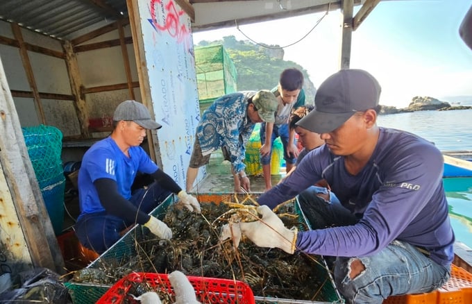 Lobster harvesting in Cam Binh commune, Cam Ranh city, Khanh Hoa province. Photo: KS.