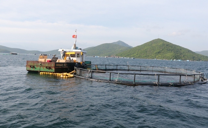 Hiện tỉnh Khánh Hòa đã có một vài doanh nghiệp, đơn vị tiên phong nuôi biển quy mô công nghiệp. Ảnh: KS.