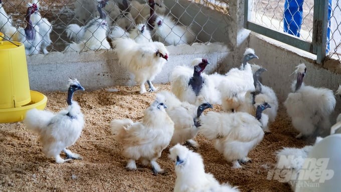 Ma Da chicken is an indigenous variety being preserved by the Vigova Center and is almost no longer raised in farmer households. Photo: Le Binh.