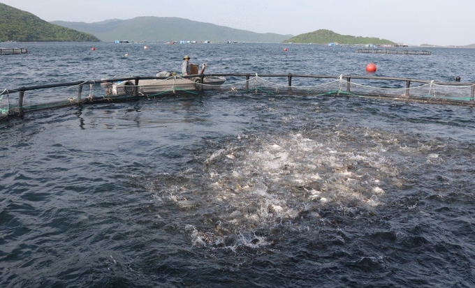 Mô hình nuôi cá chim vây vàng của Viện Nghiên cứu Nuôi trồng thủy sản I. Ảnh: KS.