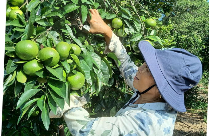 Vườn cam trĩu quả cho thu nhập cao của gia đình ông Nguyễn Văn Lỏng. nong duoc viet nam