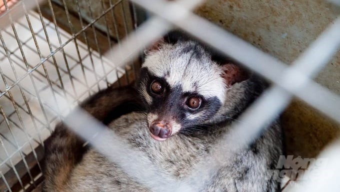 Civet is a wildlife species that is easy to raise, has a high price, and is rarely susceptible to diseases. Photo: Le Binh.
