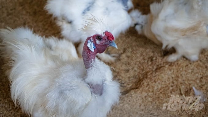 With their unique shape, Ma Da chickens can be both raised as pets and sold as specialty meat with high economic value. Photo: Le Binh.