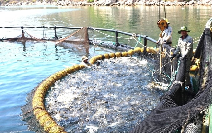 Khanh Hoa is guiding mariculture people to convert from traditional wooden cage farming to cages made of new material (HDPE) that can withstand wind and waves. Photo: V.D.T.