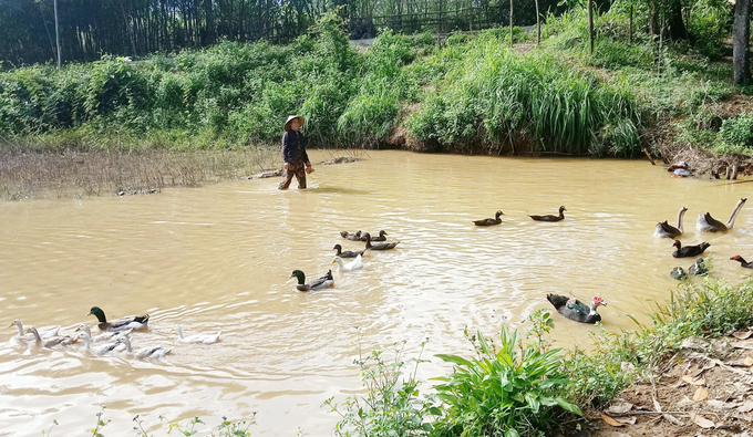 Kết hợp trồng cây ăn quả, chăn nuôi ngan, ao cá để kinh tế gia đình ngày càng phát triển đi lên. Ảnh: H.Phương