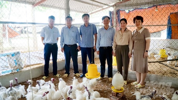 Representatives of the Dong Nai Department of Agriculture and Rural Development, Trang Bom district, and Vigova Center are promoting to soon bring Ma Da chickens to be widely raised in farmer households. Photo: Le Binh.