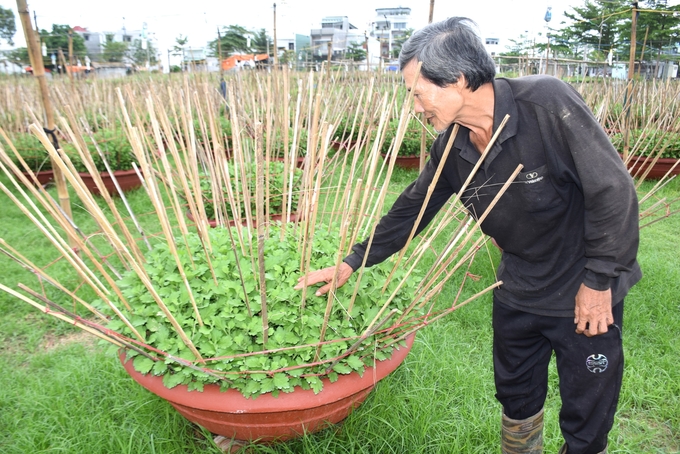 Những chậu cúc cỡ đại (chậu có kích cỡ 1m) được người dân chăm sóc rất kỹ lưỡng. Ảnh: V.Đ.T.