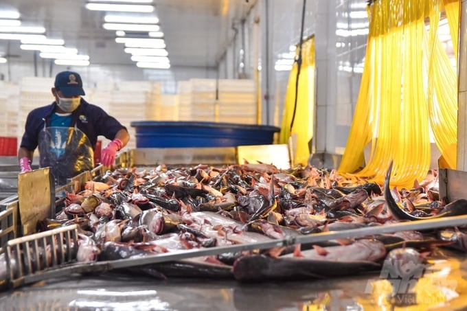 Việc tận thu các loại phụ, phế phẩm trong cá tra sẽ tạo ra nguồn nguyên liệu lớn phục vụ cho các ngành công nghiệp chế biến khác. Ảnh: Kim Anh.