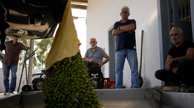 Nông dân đưa ô liu về xưởng sản xuất dầu ở ngoại ô Spata, phía đông Athens, Hy Lạp, hôm 31/10. Ảnh: AP.
