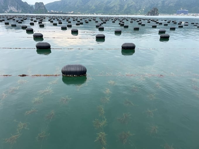 The experimental sea moss farming results conducted by the Research Institute for Marine Fisheries in Van Don district have yielded positive results and exhibited the potential for replication. Photo: Dinh Muoi.