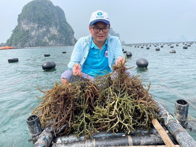 Officers from the Research Institute for Marine Fisheries inspecting the experimental elkhorn sea moss farming model on Phat Co Island, Ha Long commune, Van Don district. Photo: Dinh Muoi.