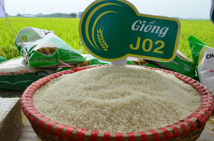 Gạo Nhật Japonica J02 được nhiều khách hàng ưa chuộng. Ảnh: Đinh Thanh Huyền.