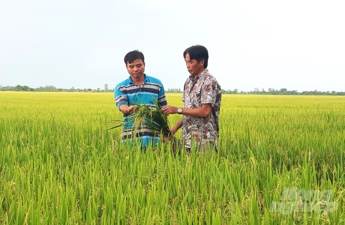 The TRVC project implemented in Kien Giang will help about 75,000 smallholder farmers apply farming methods to respond to climate change, raising awareness and knowledge about the benefits of low-carbon rice production. Photo: Trung Chanh.