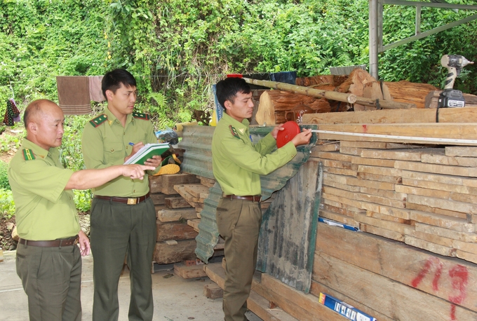 Hàng chục m3 gỗ quý bị tịch thu trong các vụ vi phạm lâm luật được trông coi tại Hạt Kiểm lâm huyện Mù Cang Chải. Ảnh: Thanh Tiến.
