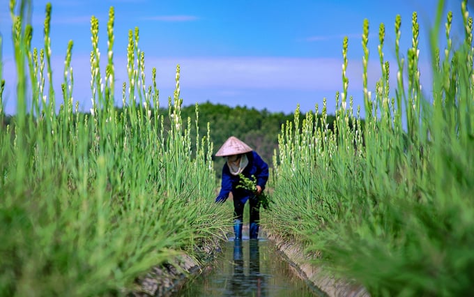 HTX Dịch vụ du lịch Thiên đường Thiên mục hoa xây dựng vùng trồng hoa lớn nhất tỉnh Quảng Ninh với diện tích hơn 40ha. nong duoc viet nam