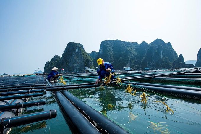 Nuôi rong sụn ở Vân Đồn, Quảng Ninh. Ảnh: Đinh Mười.