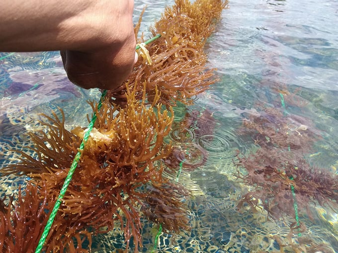 Elkhorn sea moss brings substantial economic value to farmers and health benefits to consumers. Photo: Dinh Muoi.