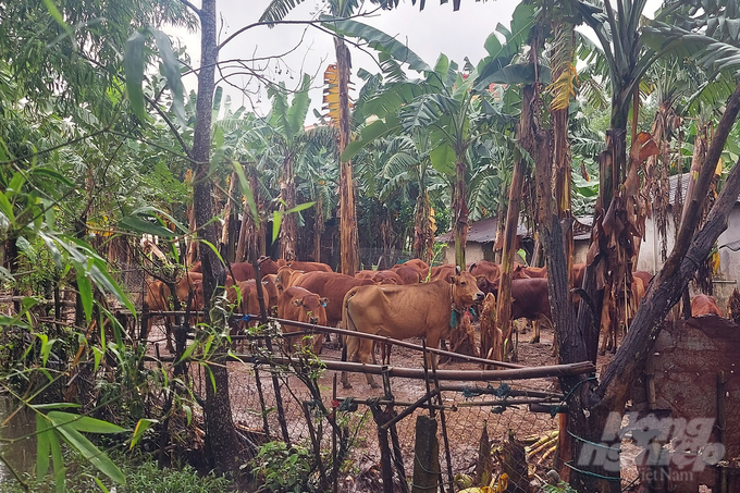 Mưa lũ khiến 60 con bò, bê của bà Lý tại thị trấn Cam Lộ và 4 con bò tại xã Cam Hiếu bị cuốn trôi, trong đó đã xác định được 4 con bị chết. Ảnh: Võ Dũng.