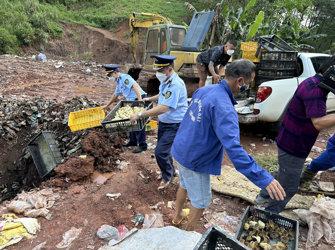 Cục QLTT Lạng Sơn phối hợp các đơn vị liên quan tổ chức tiêu hủy gia cầm giống nhập lậu qua khu vực cửa khẩu Chi Ma, huyện Lộc Bình. Ảnh: Cục QLTT Lạng Sơn.