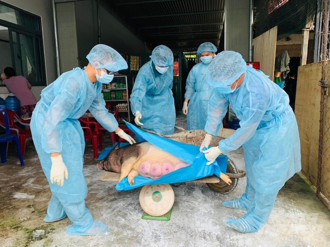 Xã Suối Tân đã tiêu hủy 501 con lợn với khối lượng hơn 26 tấn. Ảnh: Phương Chi.