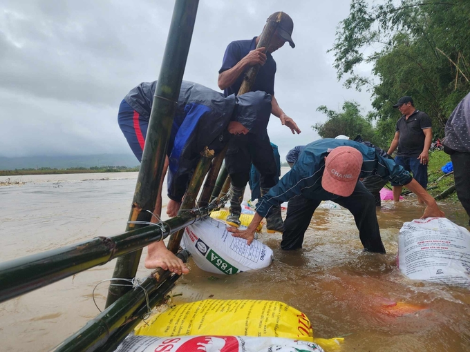 Người dân gia cố lại bờ kè chống sạt lở ở dọc sông Vu Gia đoạn qua xã Đại Cường (Đại Lộc, Quảng Nam). Ảnh: Lê Khánh.