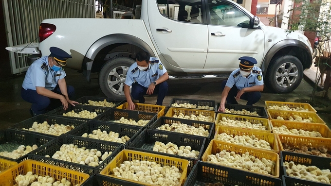 Công chức Đội Quản lý Thị trường (QLTT) số 3 và lực lượng phối hợp đang kiểm đếm gia cầm giống nhập lậu từ Trung Quốc về qua huyện Lộc Bình, Lạng Sơn. Ảnh: Cục QLTT Lạng Sơn.