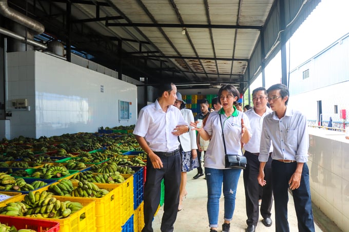 Các doanh nghiệp tham quan và tìm hiểu thực tế hoạt động sản xuất và xuất khẩu tại Công ty TNHH trái cây Mekong – Đơn vị có 90% thị phần xuất khẩu sang các quốc gia: Mỹ, Canada, Đức, Ấn Độ, Trung Quốc. Ảnh: Kim Anh.