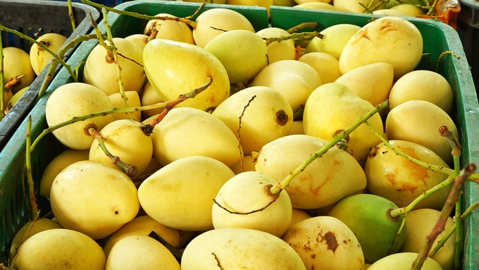 Một số mặt hàng trái cây như khóm, kiwi, dừa, sầu riêng, chuối, xoài, chanh dây… không cần giấy chứng nhận kiểm dịch thực vật khi xuất khẩu vào thị trường Anh. Ảnh: Kim Anh.